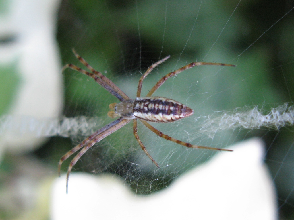 Argiope bruennichi